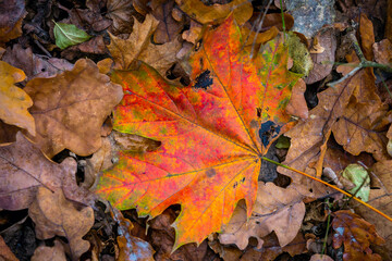 Naklejka na ściany i meble red autumn maple leaf