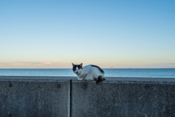 防波堤の上で休憩する野良猫