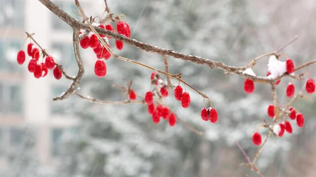 Sansuyu trees piled snow on a snowy day(cornus,cornel dogwood)
