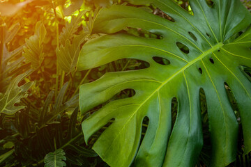 closeup nature view of green monstera leaf and palms background. Flat lay, dark nature concept, tropical leaf