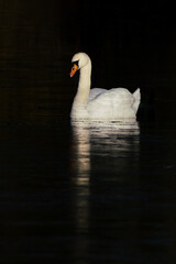 Obraz na płótnie Canvas White mute swan lighting up in dark surroundings