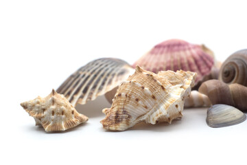 Closeup of beautiful seashells on white background