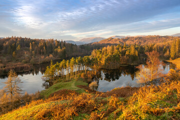 Fototapeta na wymiar Golden evening light at the iconic Tarn Hows in the Lake District in late autumn