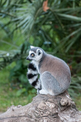 lemur jungle animal Madagascar