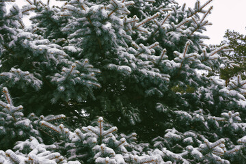 Snow-covered tree branch in the winter forest. Winter landscapes.