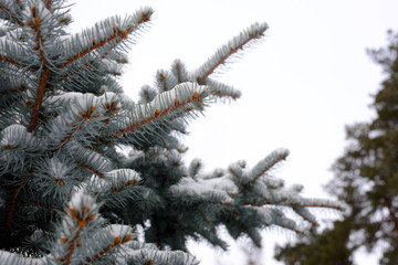 Snow-covered tree branch in the winter forest. Winter landscapes.