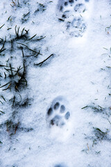 Traces of cat's feet in the snow