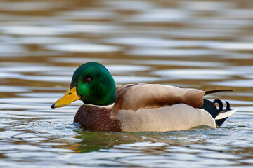 Fototapeta premium Mallard duck drake floating in the lake. Side view, closeup. Blurred ripples in the background. Genus species Anas platyrhynchos.