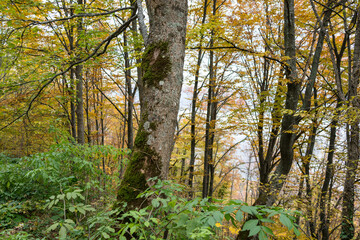 nice beautiful tree in summer with colorful . High quality photo
