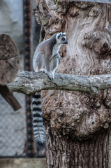 lemur jungle animal Madagascar
