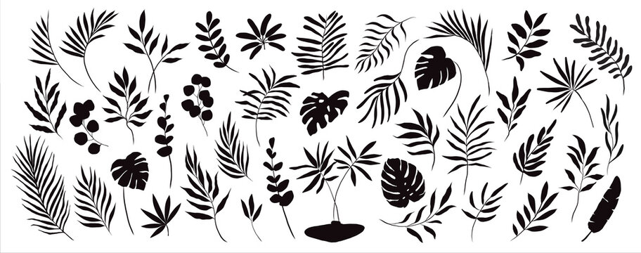 set of hand drawn modern tropical exotic leaves and branches silhouette isolated on white background