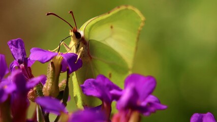 Bienen und Schmetterling
