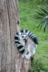 lemur jungle animal Madagascar