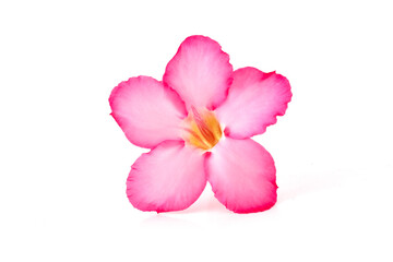 Floral background. Close up of Tropical flower Pink Adenium. Desert rose on isolated white background