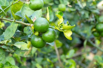 Green color of fresh lime with leaf background