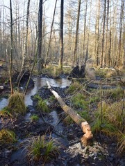 trees in the wild forest