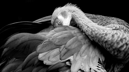 black and white portrait of a sandhill crane preening