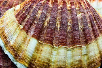 closeup of  brown and red sea bivalve scallop shell with radiating pattern. A seashell found on ocean sand beach.
