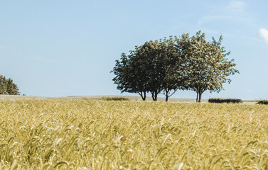 tree in the field of wheat