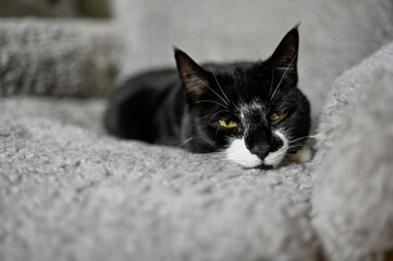 cute sleepy cat lying in a grey armchair