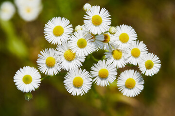 Fototapeta premium Blooming flowers - Erigeron annuus, macro close up. Summer Russian wild field.