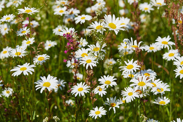 Blooming chamomile (camomile) on a wild field in Russia in summer on a sunny day macro close up. Nature of Central Russia