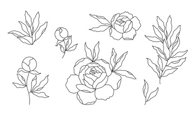 peony flower and leaves, vector silhouette, outline drawing - 403041977
