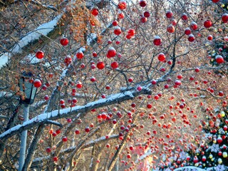 red balls on the branch