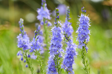 Obraz premium Veronica austriaca - purple-blue flowers on the field in summer in the sun. Meadow flowers of an average strip of Russia.