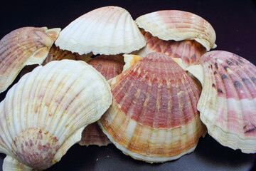 group closeup of  brown and red sea bivalve scallop shell with radiating pattern. A seashell found on ocean sand beach.