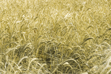 field of wheat