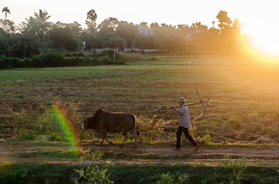 Water buffalo and farmer in rice paddy in Phong Nna, Vietnam