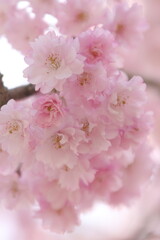 しだれ桜