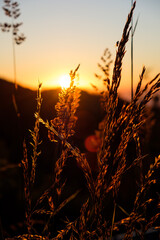 Getreide vor Sonnenuntergang 