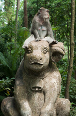 Monkey Forest in Ubud, Bali