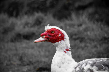 Muscovy duck walking around Sete Cidades...