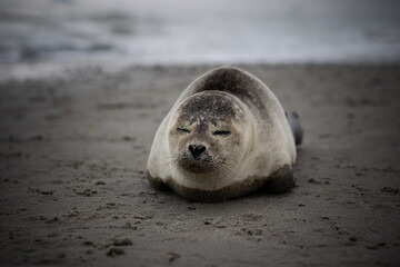A seal baby chilling on the beach in Denmark coastline...