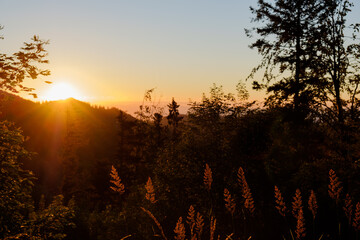 Getreide vor Sonnenuntergang 