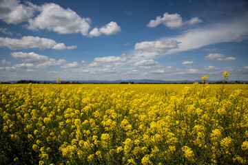 Yellow field captured on a sunny day... 