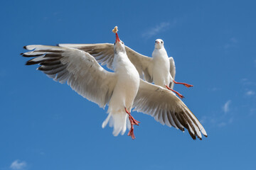 Seagulls are struggling for a piece of bread in the air