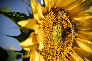 Beautiful sunflowers somewhere in Slovakia... 
