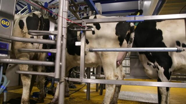 Process of milking cows on industrial rotary equipment on dairy farm.