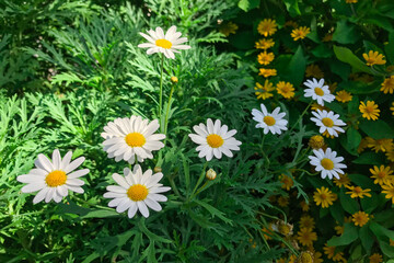 Obraz premium White Argyranthemum frutescens or Paris daisy marguerite