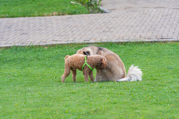 Fototapeta premium Little poodle puppy playing with his friend on the lawn