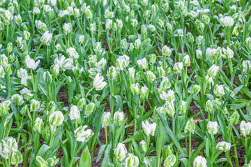 Young white tulip in the garden, Thailand.