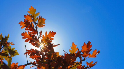 Yellow oak leaves against blue sky in the autumn forest