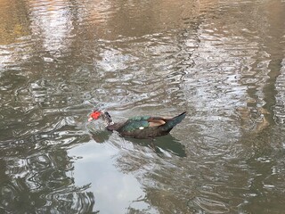 Muscovy Duck Swimming In Lake