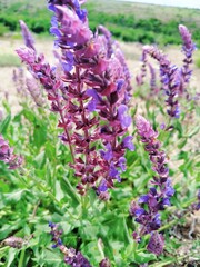 Obraz premium lavender flowers in the garden