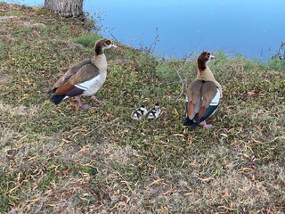 Pair of Egyptian Geese Walking By Pond With Two Duckings