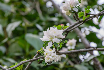 Beautiful branch of blossoming apple tree against blurred green background. Close-up white apple flowers. Selective focus. There is place for your text